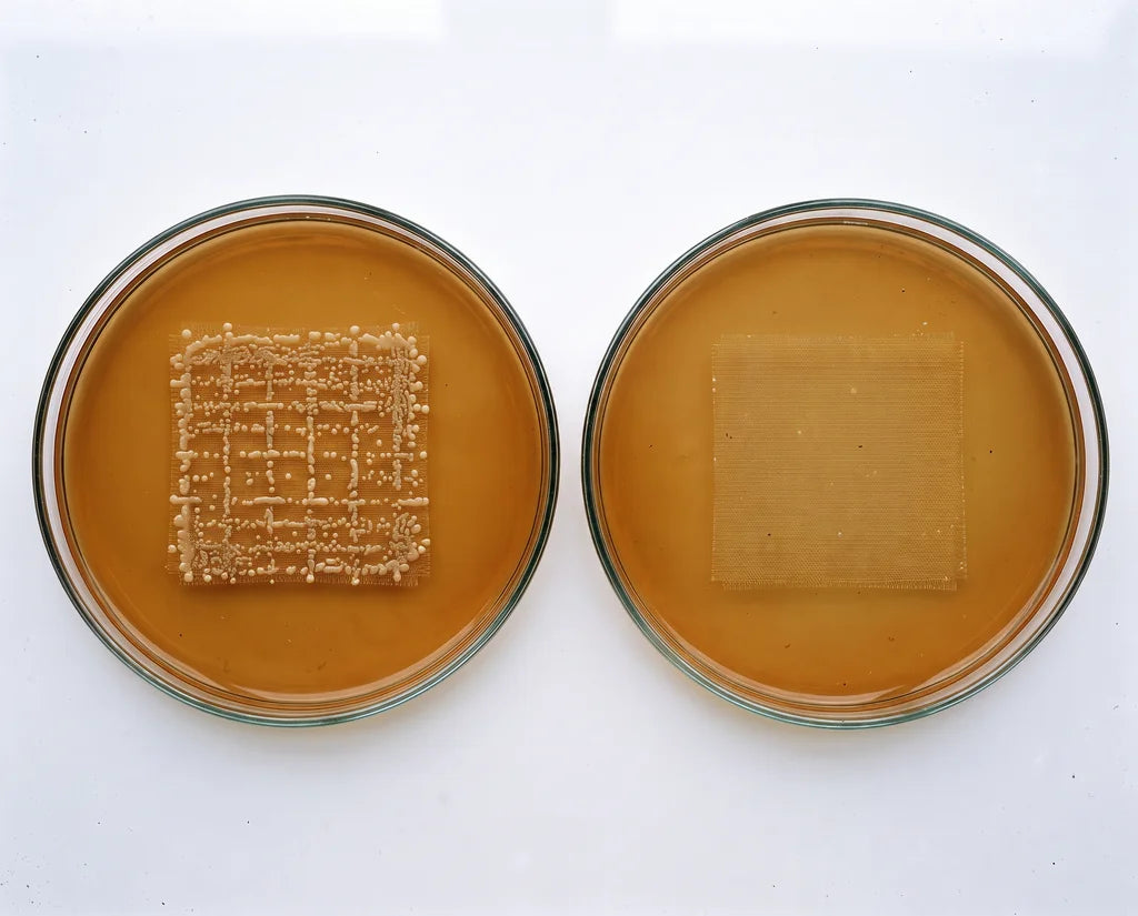 Bacterial culture test comparing a cotton swatch with a CloudThera swatch