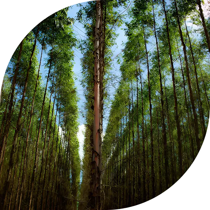 Sustainability